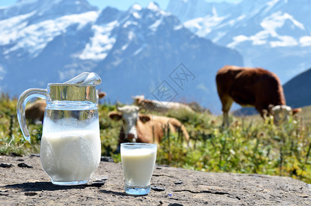 奶汁抗牛群瑞士丛林地图片