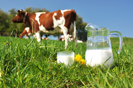 一罐牛奶对抗牛群瑞士埃蒙塔尔地区图片