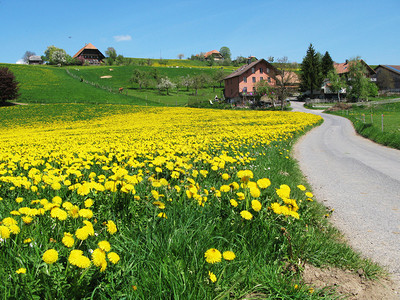 瑞士Emental图片
