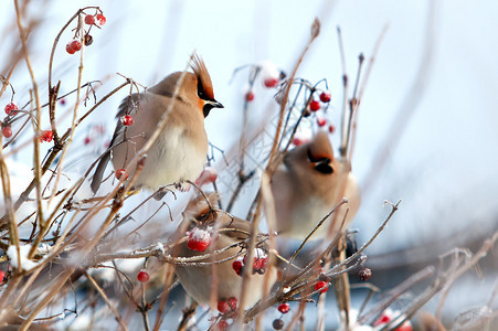 冬鸟和红莓图片