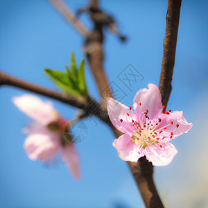 蓝天下的粉红色梅花图片