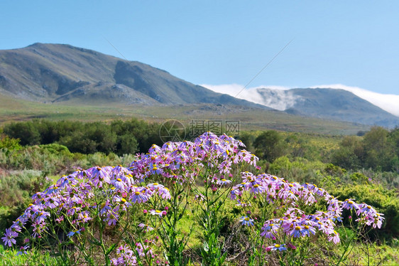 一束野粉红色的花朵和令人敬畏的山景作为背景拍摄于南非西开普省HermanusStanford附近的Salmonsdam图片