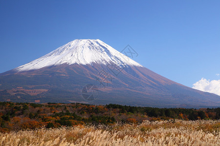 富士山与日本银草在秋天日本图片