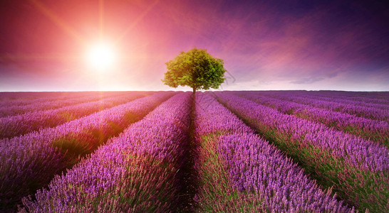 夏季日落风景的美丽的紫衣草田景色地平线上只有图片