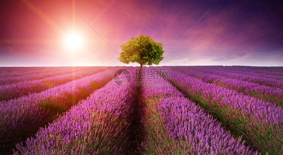 夏季日落风景的美丽的紫衣草田景色地平线上只有图片