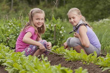 一个漂亮的两个妹7岁和9岁带着花园工具从菜图片