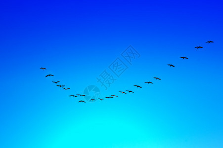 海鸥群飞过蓝天图片