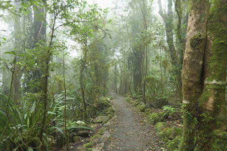 澳大利亚雨林中阴森的阴图片