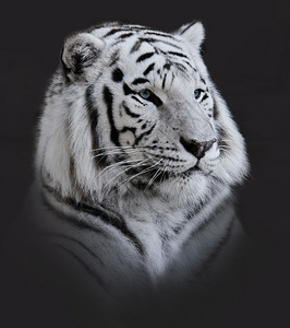 深色上的白虎肖像图片