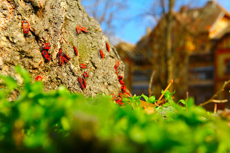 红甲虫聚居地的红甲虫从春天的日光浴出来在脚图片