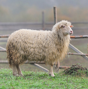 雾中农场上的羊图片