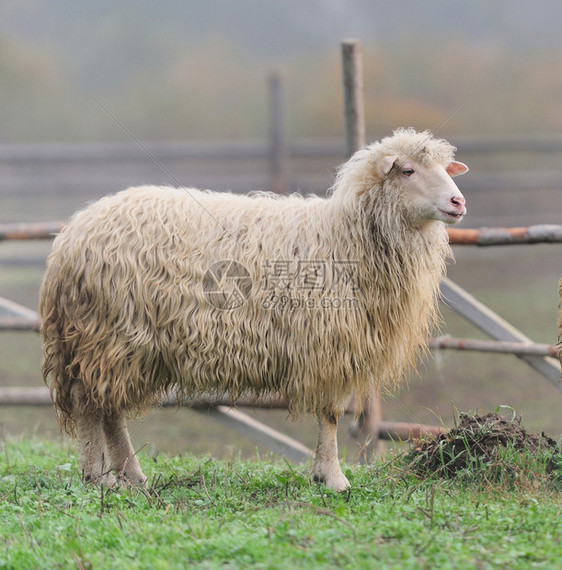 雾中农场上的羊图片