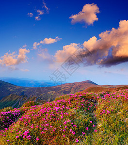 山景与美丽的山杜鹃花图片