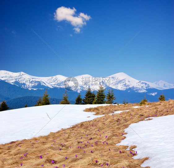 山上最后的雪在春天和头一图片