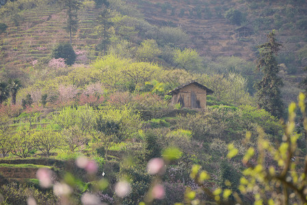 广东省川县地铁区PeachBlossom的图片