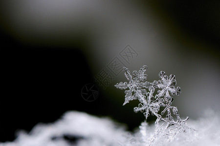 三个美丽的雪晶在冬图片