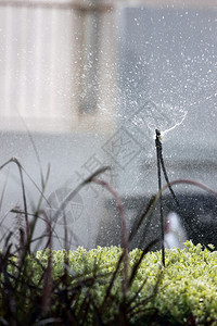 SprinklerSpins早上浇花图片