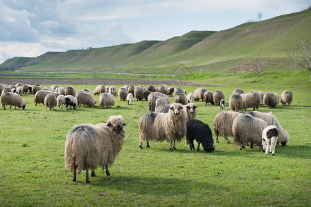 春天牧场上的羊图片