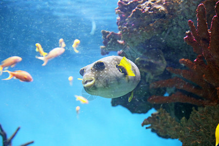 海底生物珊瑚礁图片