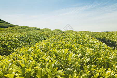 茶叶种植图片