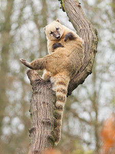 Coatimundi在树上划伤自己图片