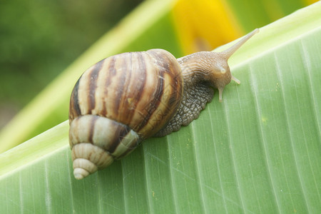 香蕉棕榈绿叶上的蜗牛图片