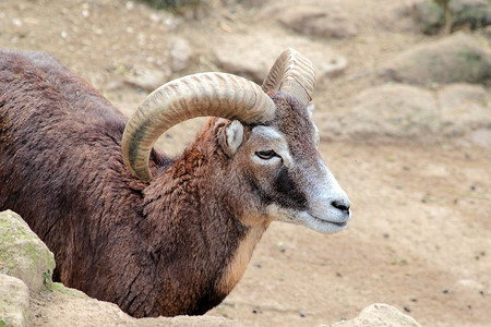 蒙特克里斯托岛Capraaegagrushircus的一头雄山羊图片