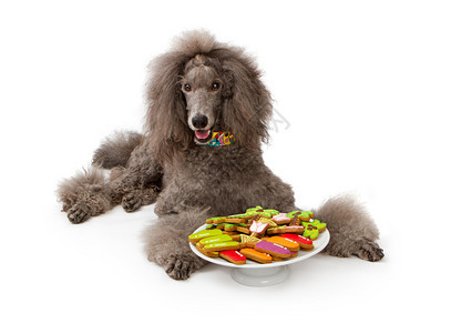 一只漂亮的大灰色标准狗戴着多彩的项圈在他面前吃着一盘饼干图片