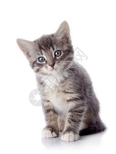 灰色条纹小猫蓝眼睛的条纹小猫在白色背景上的小猫图片