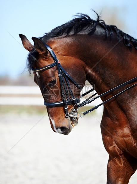棕色种马一匹运动棕色马的画像骑马纯种图片