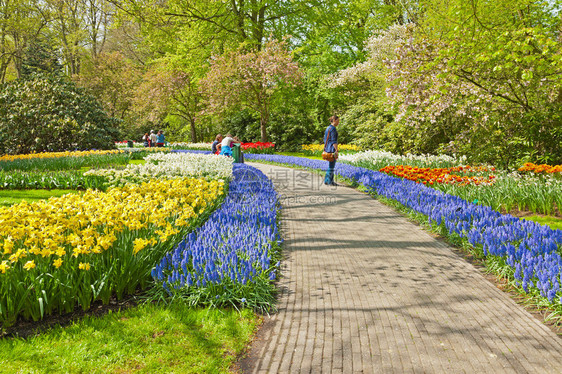 春天的郁金香花园旅游者在荷兰凯图片