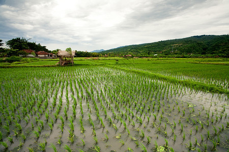 Rice油田印图片