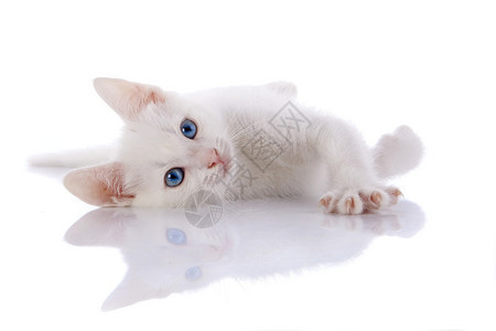 蓝眼睛的白猫白色背景的小猫小掠图片
