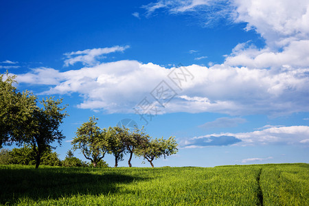 美丽的草地lamdscape与蓝天图片