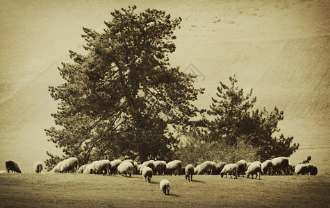 农村牧场的古老农业背景图片