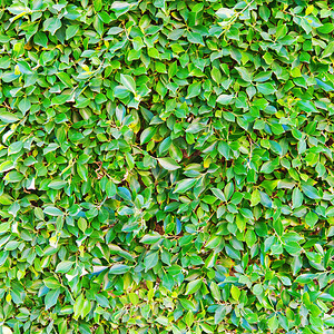 灌木的春天绿叶背景图片
