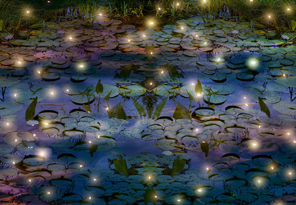 萤火虫与睡莲池塘描绘图片
