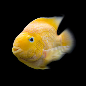 黑色背景上的金色Gourami鱼图片