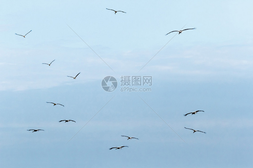 许多鸟类在天上飞高清图片下载-正版图片504763539-摄图网