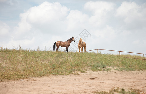 户外的两匹马自然光和颜色图片