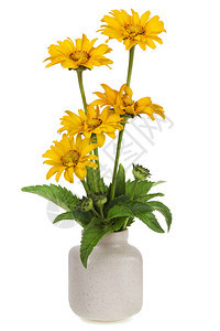 来自迷你黄色向日葵的简约花卉组合隔离图片