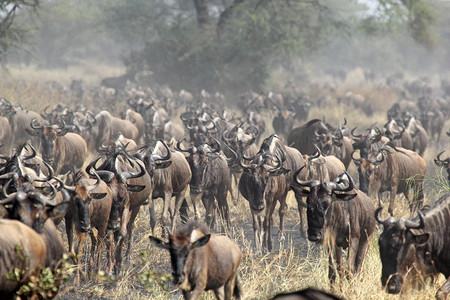 在坦桑尼亚塞伦盖蒂公园大迁徙期间流动的大型蓝野生动物群Connochaetestau图片