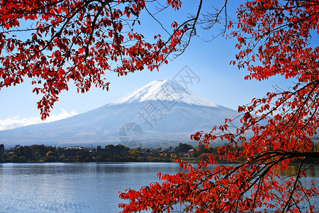 富士山和河口湖的红叶图片