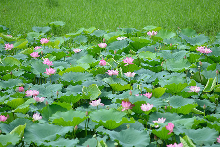 盛开的莲花图片