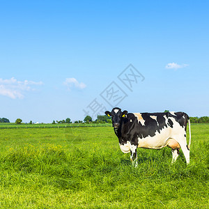 黑牛在草原农业地貌上带5D图片