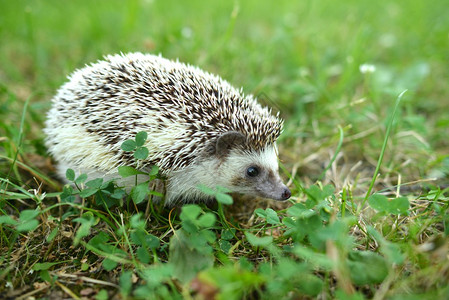 草地的刺猪图片