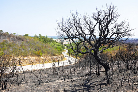 葡萄牙风景中的黑烧软木树背景图片