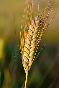 微距照片成熟的小麦穗图片