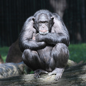 担心的黑猩猩图片