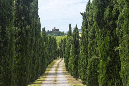 夏季在Monferrato意大利皮埃蒙特阿斯蒂皮埃蒙特带西波斯和图片
